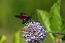 Fotos_Schmetterlinge, Falter