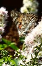 Fotos_Schmetterlinge, Falter