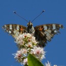 Fotos_Schmetterlinge, Falter