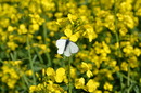 Fotos_Schmetterlinge, Falter