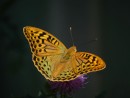 Argynnis pandora