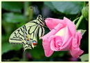 Fotos_Schmetterlinge, Falter