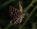 Fotos_Schmetterlinge, Falter
