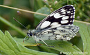 Fotos_Schmetterlinge, Falter