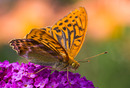 Schmetterling