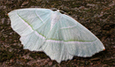 Perlglanzspanner		Campaea margaritata  -Silberblatt