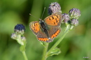 kleiner Feuerfalter(Lucaena phlaeas)