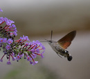 und noch ein schmetterling ?