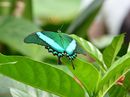 Schmetterling 