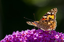 Fotos_Schmetterlinge, Falter