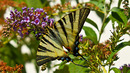 Schmetterling