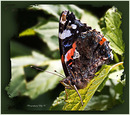 Schmetterling