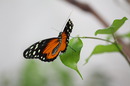 Miss Butterfly