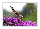 Schmetterling/Admiral