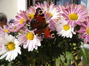 Fotos_Schmetterlinge, Falter