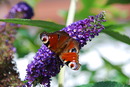 Schmetterling