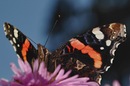 Schmetterling 