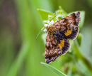 Fotos_Schmetterlinge, Falter