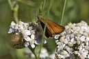 Fotos_Schmetterlinge, Falter