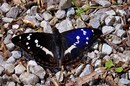 Fotos_Schmetterlinge, Falter