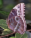 Fotos_Schmetterlinge, Falter