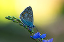 Bläuling 