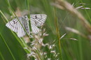 Fotos_Schmetterlinge, Falter