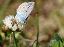 Gemeiner Bläuling II