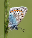 Gemeiner Bläuling III