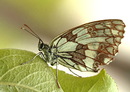 Schmetterling 5