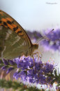Fotos_Schmetterlinge, Falter