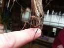 handyfoto vom bananenfalter