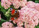 Fotos_Schmetterlinge, Falter