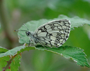 Fotos_Schmetterlinge, Falter