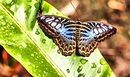 Schmetterling III