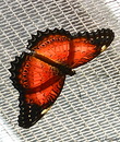 Fotos_Schmetterlinge, Falter