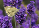 Rapsweißling&Lavendel