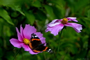 Fotos_Schmetterlinge, Falter