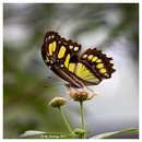 Schmetterling