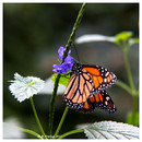 Monarch