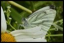 Fotos_Schmetterlinge, Falter