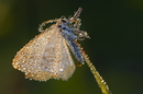 Schmetterling im Morgentau