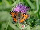 Schmetterling