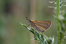 Braunkolbiger Braun - Dickkopffalter ( Thymelicus sylvester)
