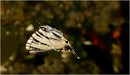 im Flug