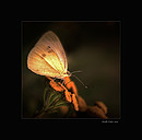 Fotos_Schmetterlinge, Falter