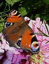 Fotos_Schmetterlinge, Falter