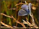 Anflug