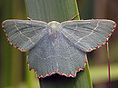 Thalera fimbrialis