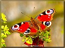 Tagpfauenauge
